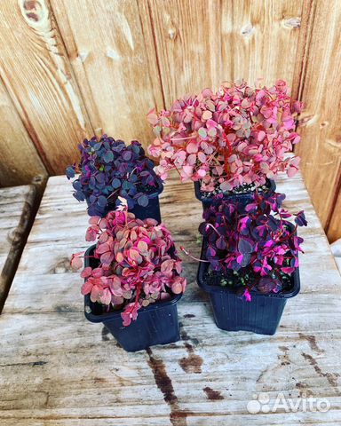 Оксалис вулканический кислица