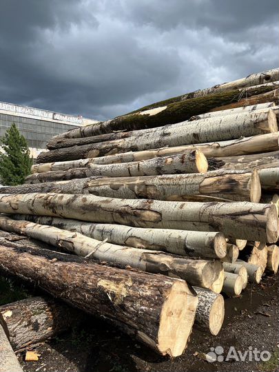 Лес Кругляк осина