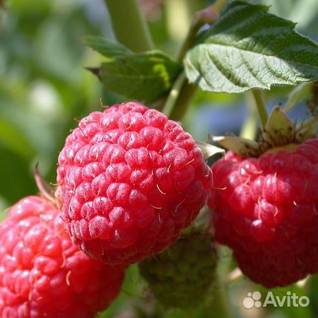 Ремонтантная малина Бронь на весну