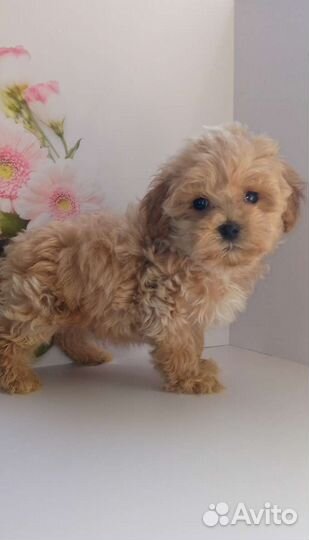 Мальчик мальтипу f2 Мишка