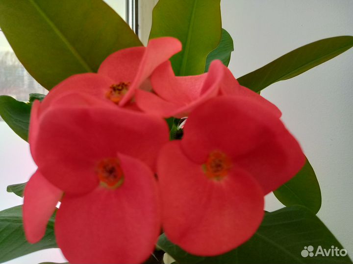 Комнатные растения разные цветы