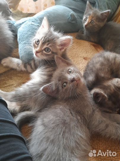 Котята обычные