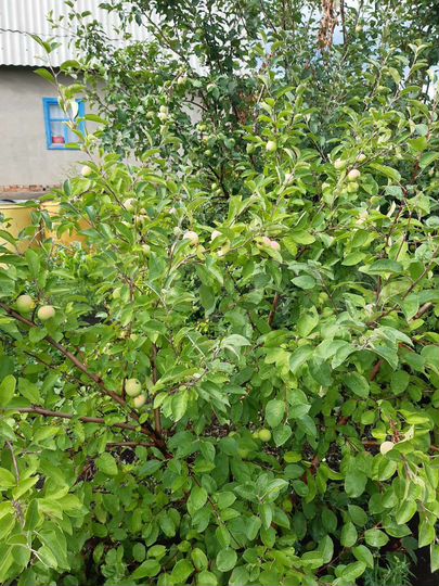 Дача 50 м² на участке 8 сот.