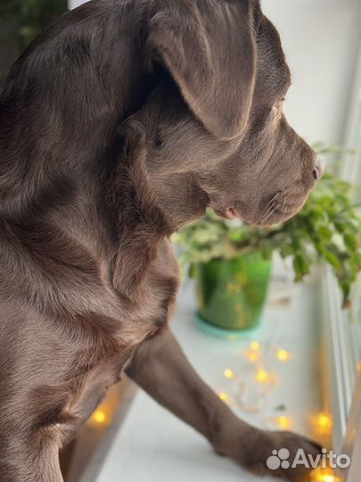 Вязка, шоколадный лабрадор