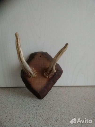 Рожки лосенка