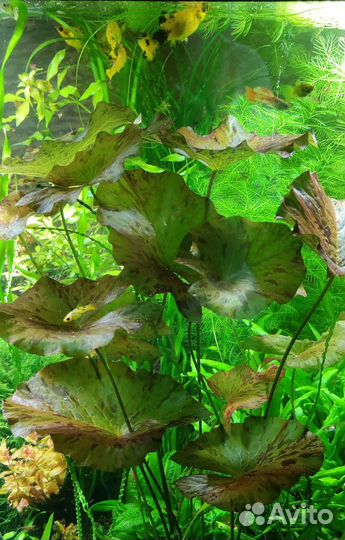 Аквариумные растения
