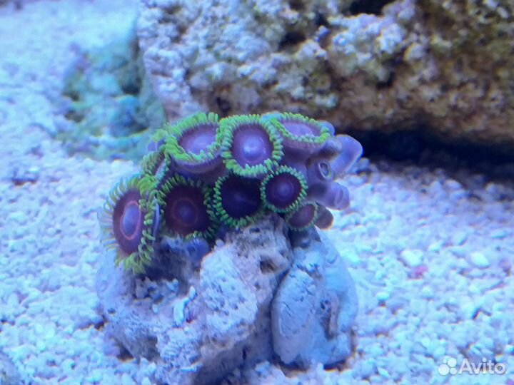 Живые кораллы