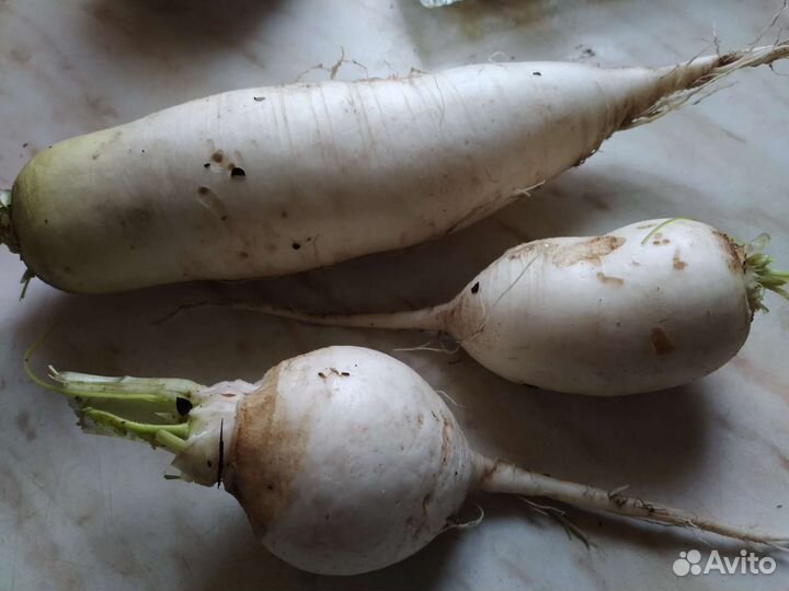 Редька дайкон