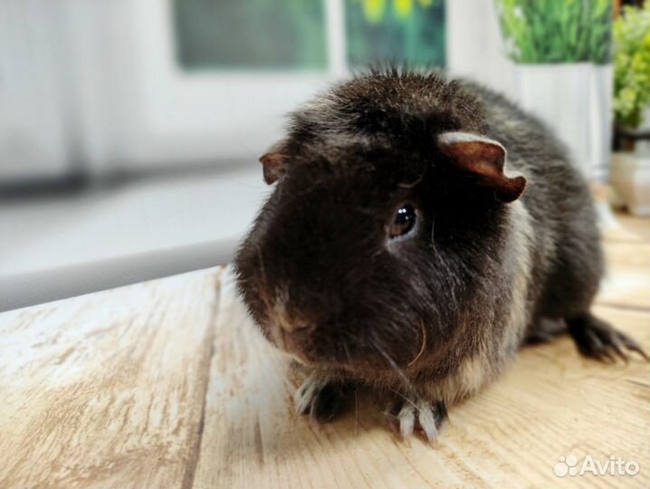 Морские свинки Разных пород