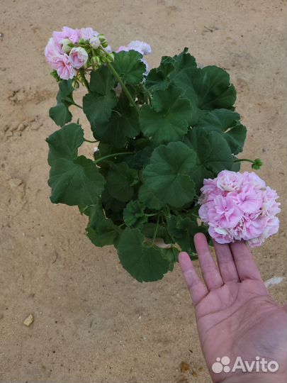 Пеларгония герань