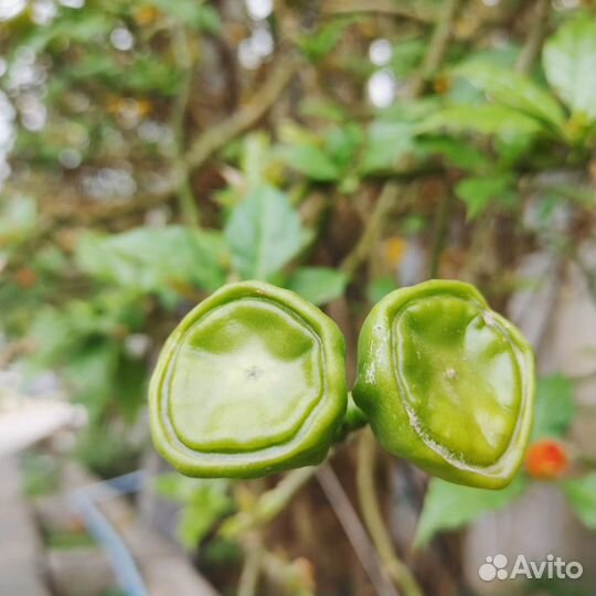 Семена Переския оранжевая/листовой кактус