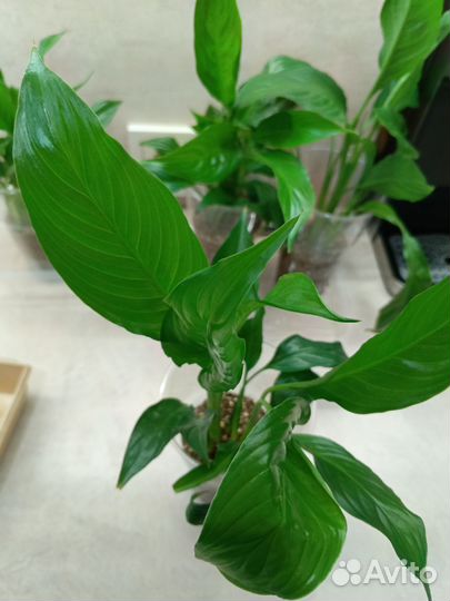 Спатифиллум