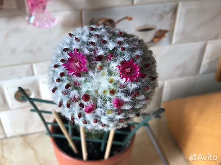 Кактус цветущий Мамилярия