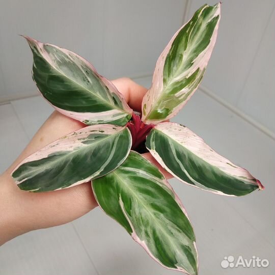 Комнатные растения, цветы с доставкой