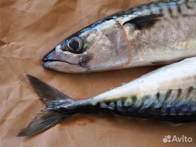 Головы скумбрии