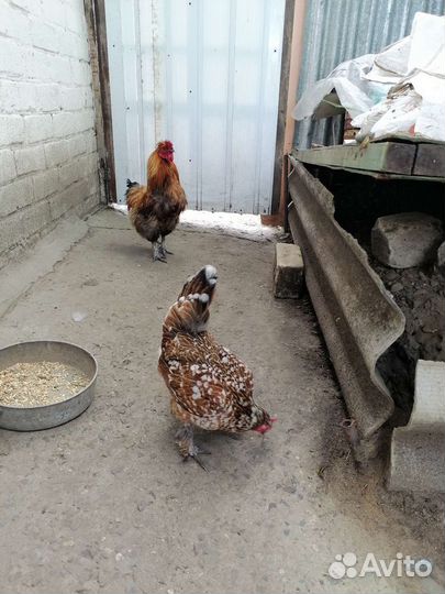 Петух и курица