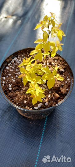 Саженцы спиреи японской Голден Принцесс