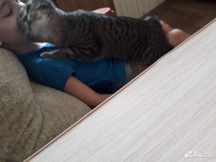 Кошка в дар бесплатно