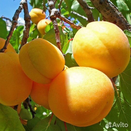 Абрикос