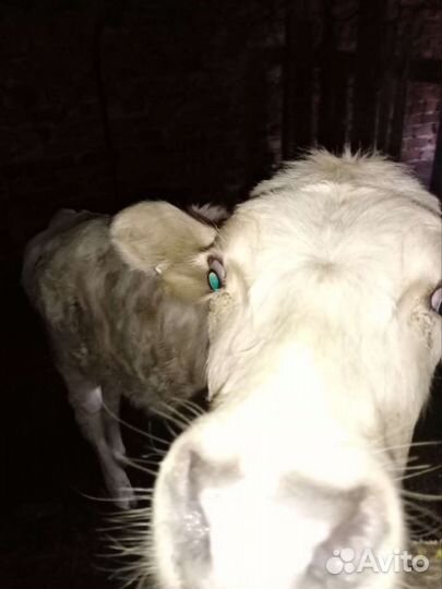 Продам телочку