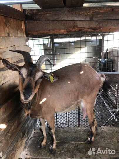 Альпийские козы