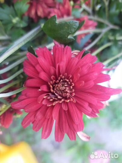 Хризантема,Лилейник,гипсофила, нарциссы, ирис