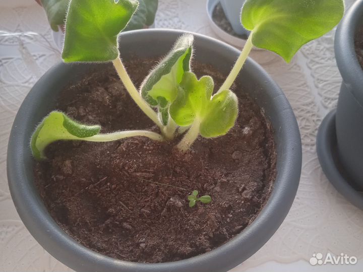 Фиалки детки