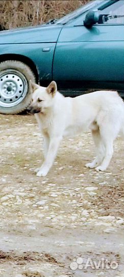 Щенок Г Е К Т О Р -отличный охранник,возраст 6мес