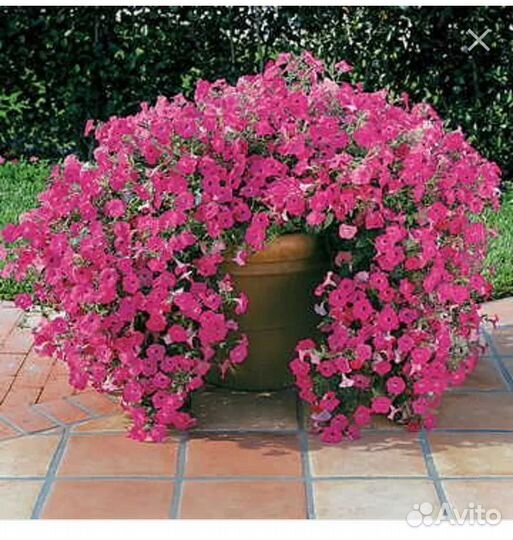 Петуния тайдал