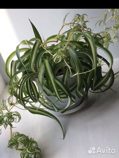 Хлорофитум