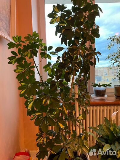 Шефлера вариегатная