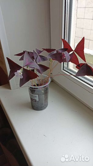 Кислица оксалис