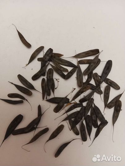 Семена усьмы