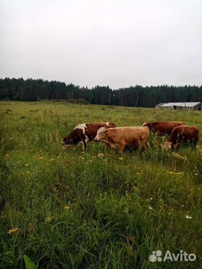 Бычки элитные казахские белоголовые герефорд