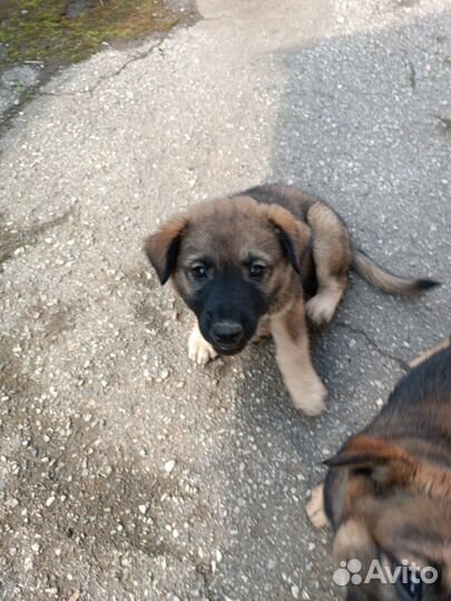 Щенки помесь