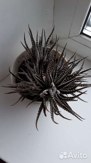 Хавортия полосатая