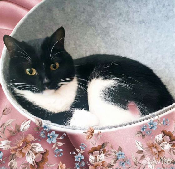 Кошка стерилизованная с паспортом