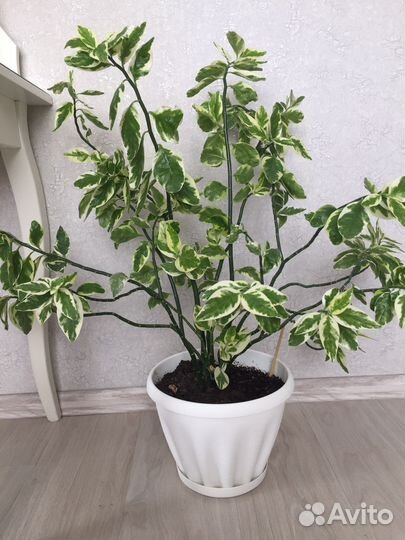 Педилантус