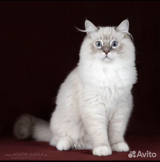 Рэгдолл Десктер