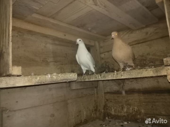 Голуби летные,бойные,для гона