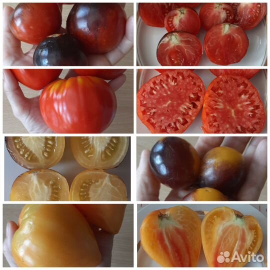 Семена сортовых томатов