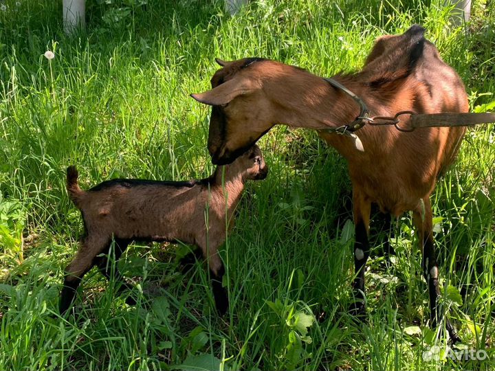Чешские козочки и козлики