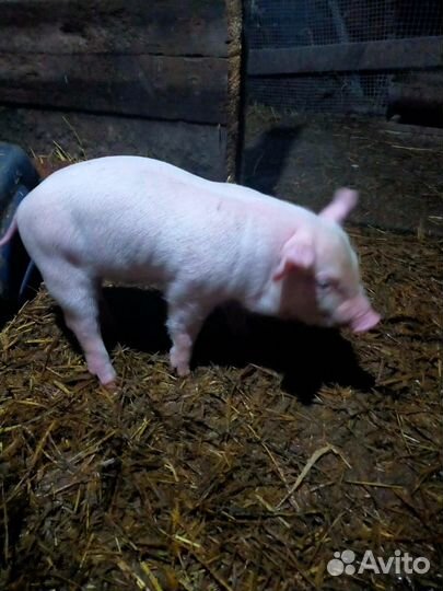 Поросята ландрас-йоркшир