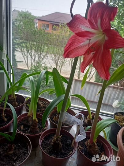 Гиппеаструм