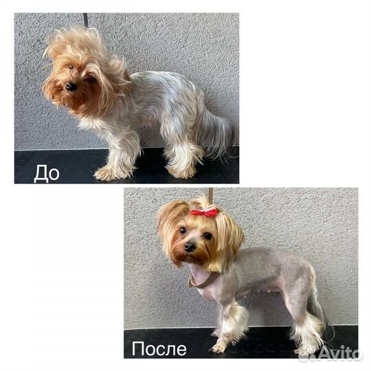 Стрижка собак и кошек