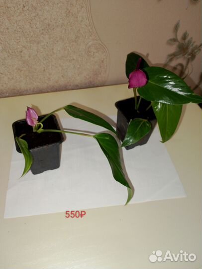 Антуриум Зизу фиолетовый