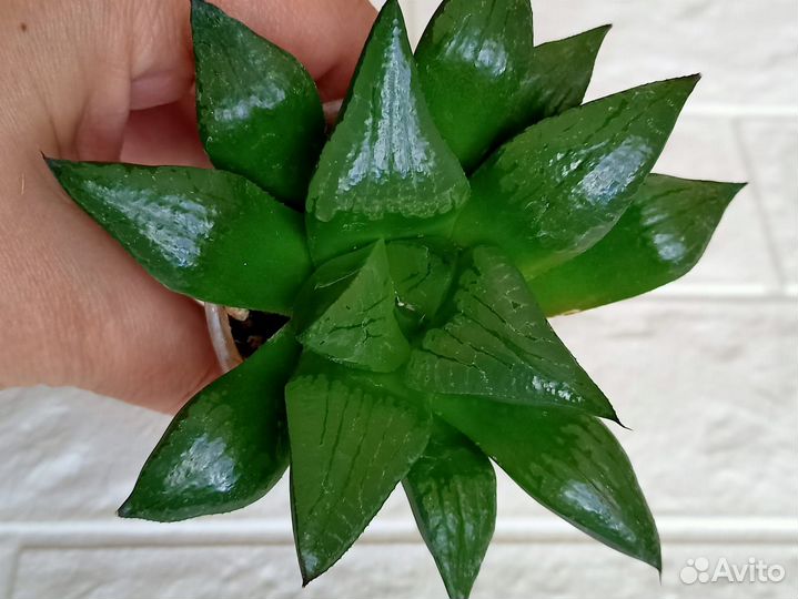 Хавортия Akan-Ko Корея