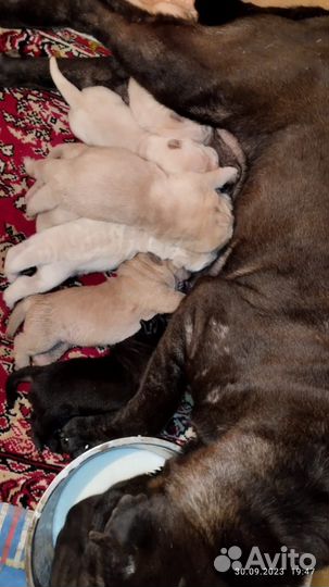 Щенки Шарпея