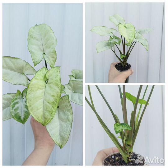 Сингониумы