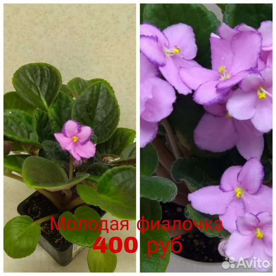 Сортовые фиалки